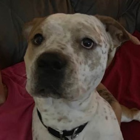 Profile Picture of Connie Calkins (@crc741029) on Poshmark