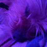 Jigabo Joe - Instagram Profile Picture of Jigabo Joe (@leavemeal0ne1314) on Instagram