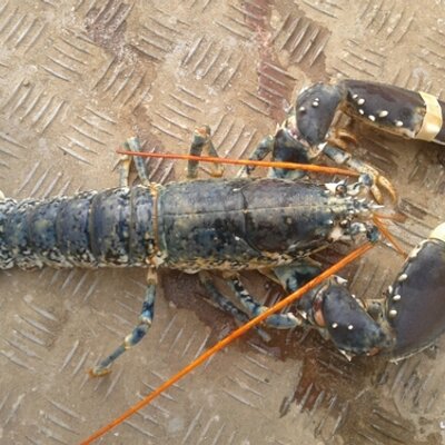 Profile Picture of Ed Butters (@ValerieAnnIH322) on Twitter