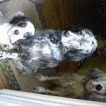 Profile Picture of Pam Bartholomew (@alemapsitrub) on Instagram