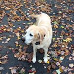 Profile Picture of Penny Thorson Benjamin (@adventureswithrileypup) on Instagram