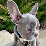 Profile Picture of Benson Arthur III (@bensonthefrenchie312) on Instagram