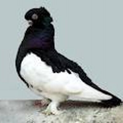 Profile Picture of Rohit Giri (@rohitgiri98110) on Twitter