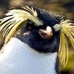 Profile Picture of Pinguin Barry (@emertton) on Pinterest
