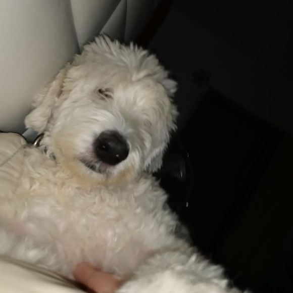 Profile Picture of Peter Fitch (@cadillacpf917) on Poshmark