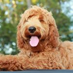 Profile Picture of Annie The Goldendoodle (@goldendoodle_annie) on Instagram