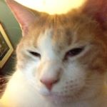 Profile Picture of Andrew Cicero (@froakie4life22) on Instagram