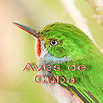 Profile Picture of Karl-heinz Dohlich (@aves de cuba) on Flickr