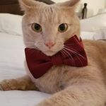 Profile Picture of steven scribner (@big_ollie_p) on Instagram