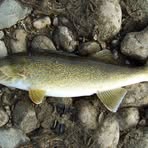 Profile Picture of Chad Boeson (@Chad-Boeson) on Facebook