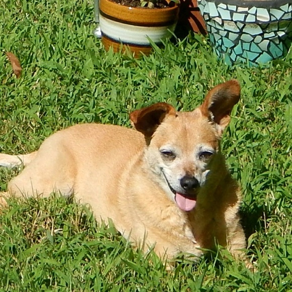 Profile Picture of Mandy Alvarez (@mandylalvarez) on Poshmark