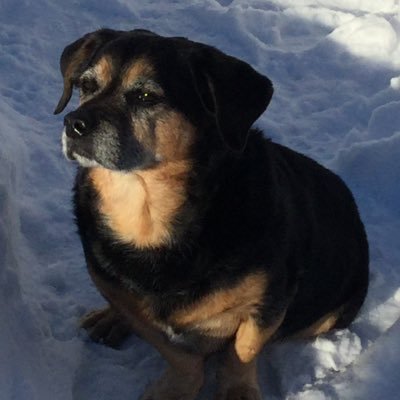 Profile Picture of Alice (@Rocco62411) on Twitter