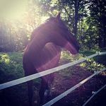 Profile Picture of Lori Eaton (@ottb610) on Instagram