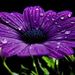 Profile Picture of Nancy Geerligs (@wpgmomof3) on Pinterest