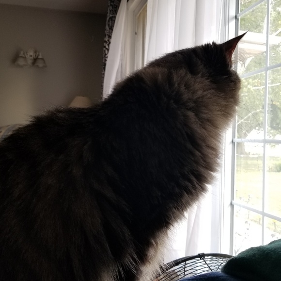 Profile Picture of Susan Bandy (@susan_bandy) on Poshmark