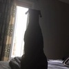 Profile Picture of Roy Kramer (@@a_chocodane_named_moose) on Tiktok