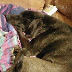 Profile Picture of Terry Faulkner (@pettendertn) on Instagram