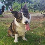 Profile Picture of Mack Brooks (@macktheborgi) on Instagram