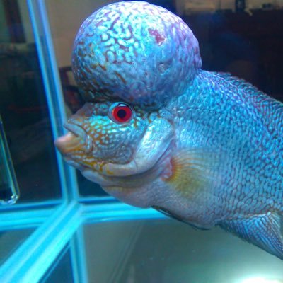 Profile Picture of LeoSu (@LeoSu80123578) on Twitter