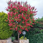 Profile Picture of Maria Marsalisi (@maria.marsalisi) on Facebook