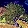 Profile Picture of River deltaon Wikipedia