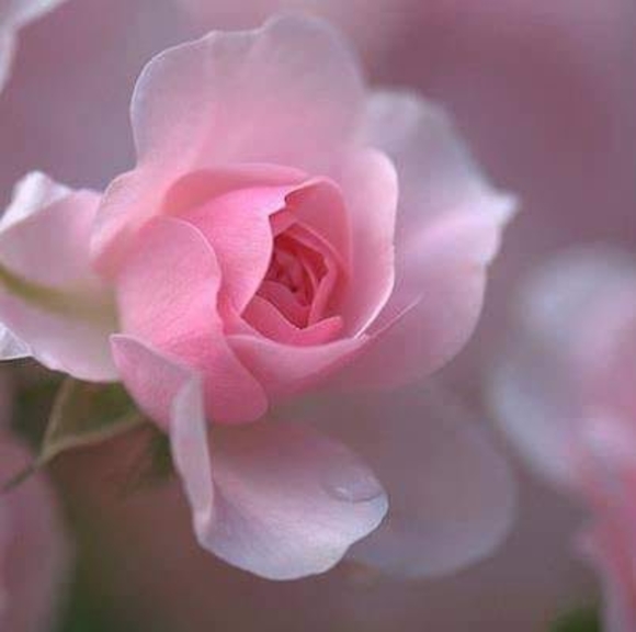 Profile Picture of Joni Accorso (@joni_accorso) on Poshmark