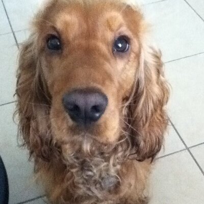 Profile Picture of Max Goff (@Maxthedog100) on Twitter