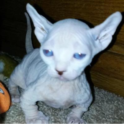 Profile Picture of Dan Hays (@dan_hays) on Twitter