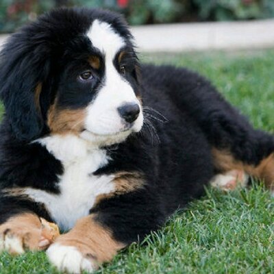 Nicholas Nickerson - Twitter Profile Picture of Nicholas Nickerson (@nicknickers) on Twitter