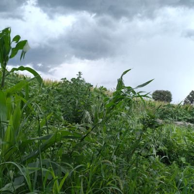 Herminio Castro - Twitter Profile Picture of Herminio Castro (@HerminioCastro8) on Twitter