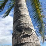 Profile Picture of Toby Broido (@righteous_indakitchen) on Instagram