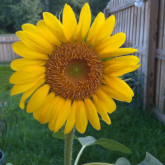 Profile Picture of Christina Betterley (@neskid78) on Poshmark