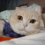 Profile Picture of Loretta So (@loretta.so) on Instagram