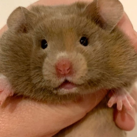 Profile Picture of Ling Ling (@lingking307) on Poshmark