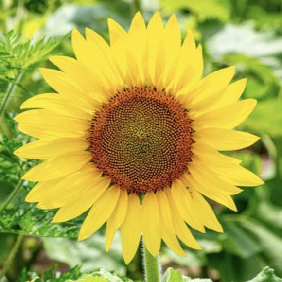 Profile Picture of Ella Delbruegge (@ella_delbruegge) on Poshmark