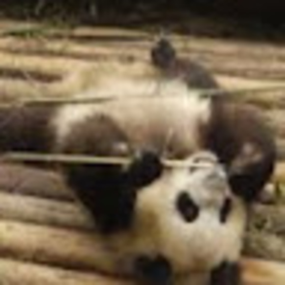 Profile Picture of Ruby Hickey (@rubydapanda001) on Poshmark