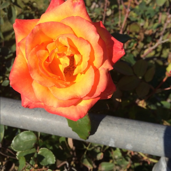 Profile Picture of Guadalupe Beltran (@lupevbeltran76) on Poshmark