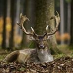 Profile Picture of Steven Caudle (@steven.d.caudle) on Instagram