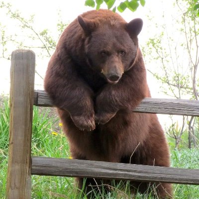 Profile Picture of Randy "Daddy Bear" Badger 🇨🇦 (@RandyBadger1) on Twitter