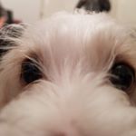 Profile Picture of Ralph (Wreck it) Thorne (@ralph_the_yochon) on Instagram