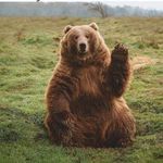 Profile Picture of Yogi Theodore Bear ( Roy Jr) (@yogitheodore) on Instagram