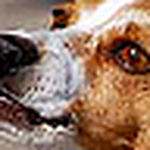 Profile Picture of Pamela Jones (@p.shanks123) on Flickr