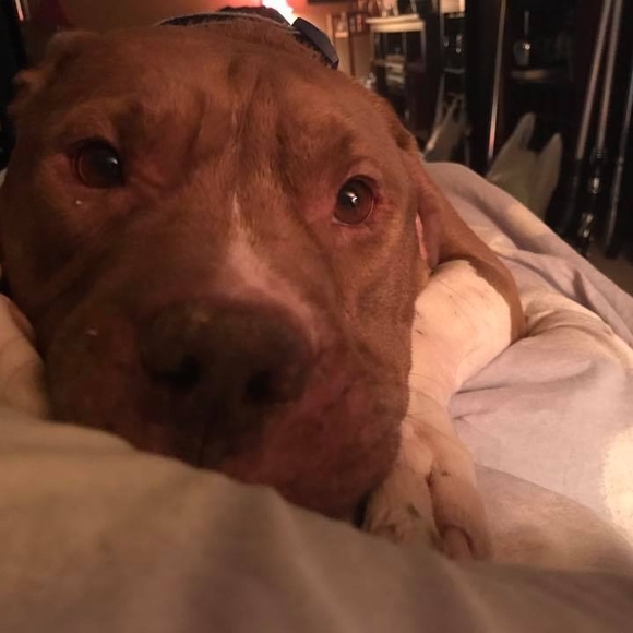 Profile Picture of Brandon Crowley (@shinnidrag) on Poshmark