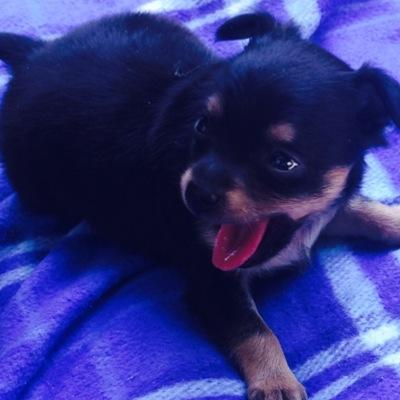 Profile Picture of Jasminchen (@AnetaStoyanova) on Twitter