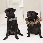 Profile Picture of dog accounts are the best accounts🐾🐶🖤 (@bailey.jaxon_boragine) on Instagram