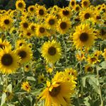 Rebecca Skeens - Instagram Profile Picture of Rebecca Skeens (@bs_cat_2019) on Instagram