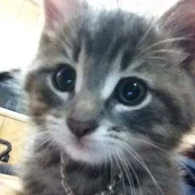 Profile Picture of marko_lund (@marko_lund) on Tiktok