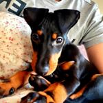 Profile Picture of Helen Cooper (@bert_the_manchester_terrier) on Instagram