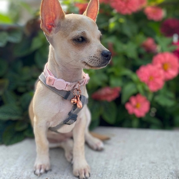 Antonella Ceron - Poshmark Profile Picture of Antonella Ceron (@antonella1019) on Poshmark