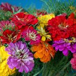 Profile Picture of Lurline Brown (@negociosemusica) on Instagram